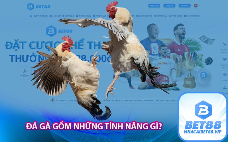 Đá gà gồm những tính năng gì?